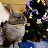 クリスマスポロリ