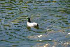 ノートリミング