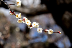 八重野梅１