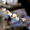 八重野梅１