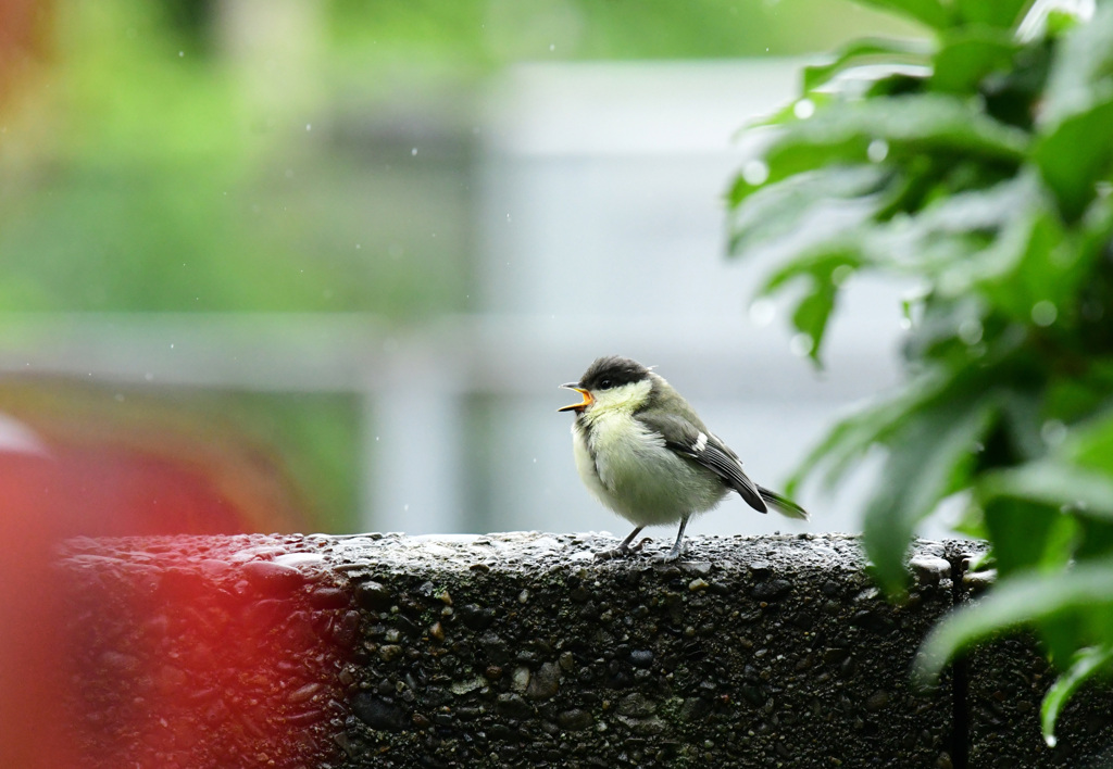 雨の日のちょーだーい