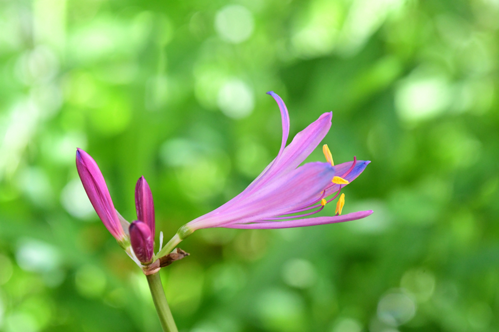 902開花