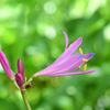 902開花