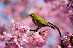 河津桜メジロ