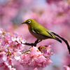 河津桜メジロ