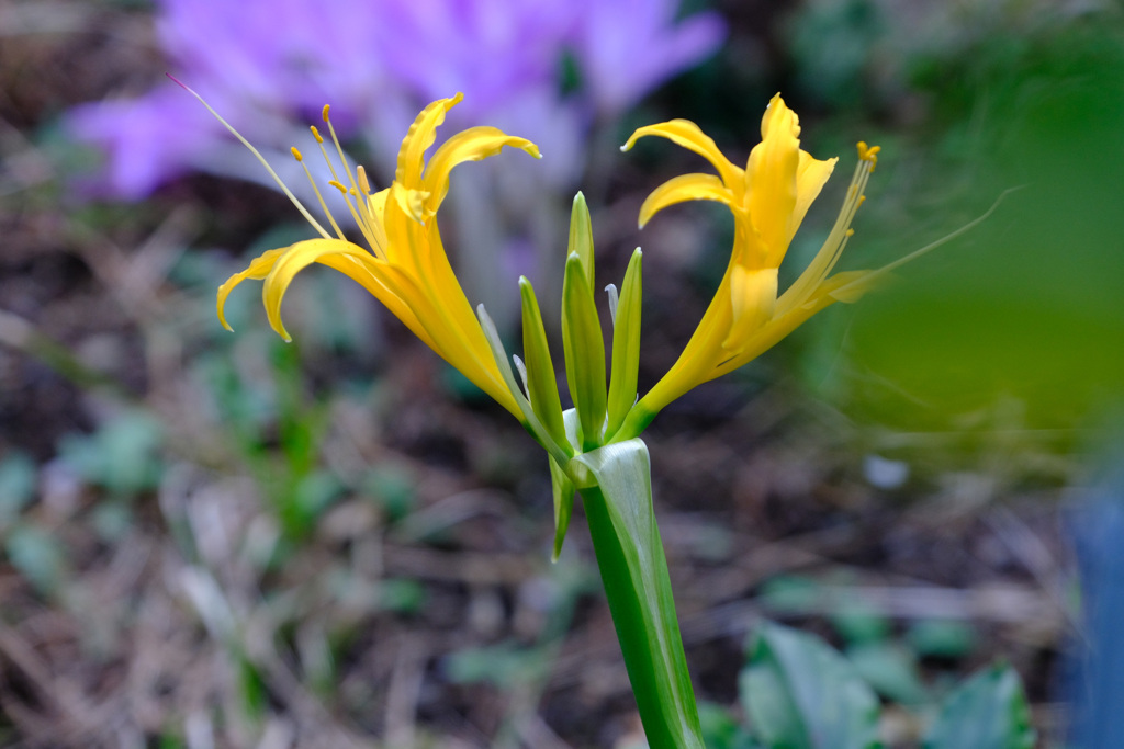 10月2日開花