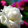 １白薔薇