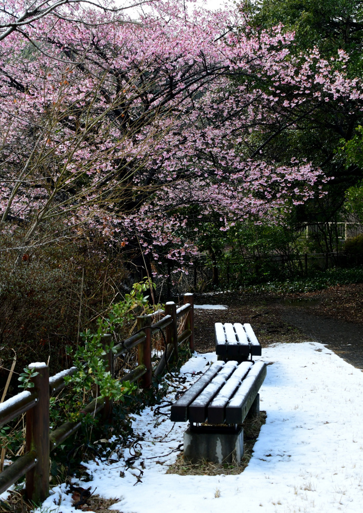 河津桜ベンチ