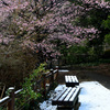 河津桜ベンチ