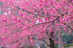 寒緋桜