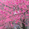 寒緋桜