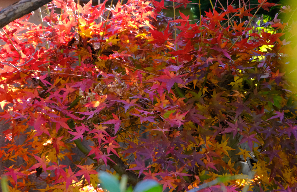 庭の12月12日の紅葉