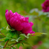 花競２