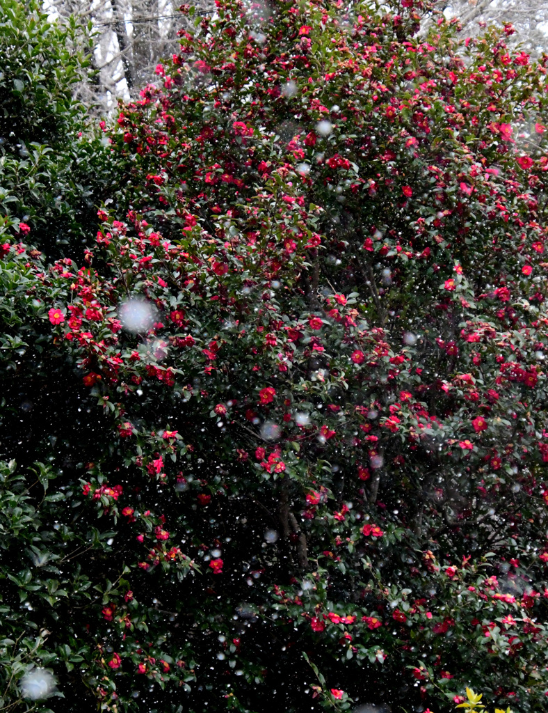 山茶花に雪