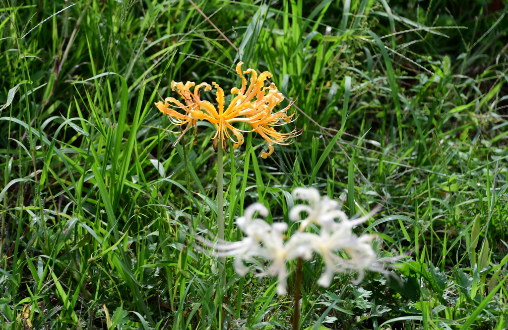 ショウキズイセン