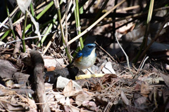 輝く白いおなか