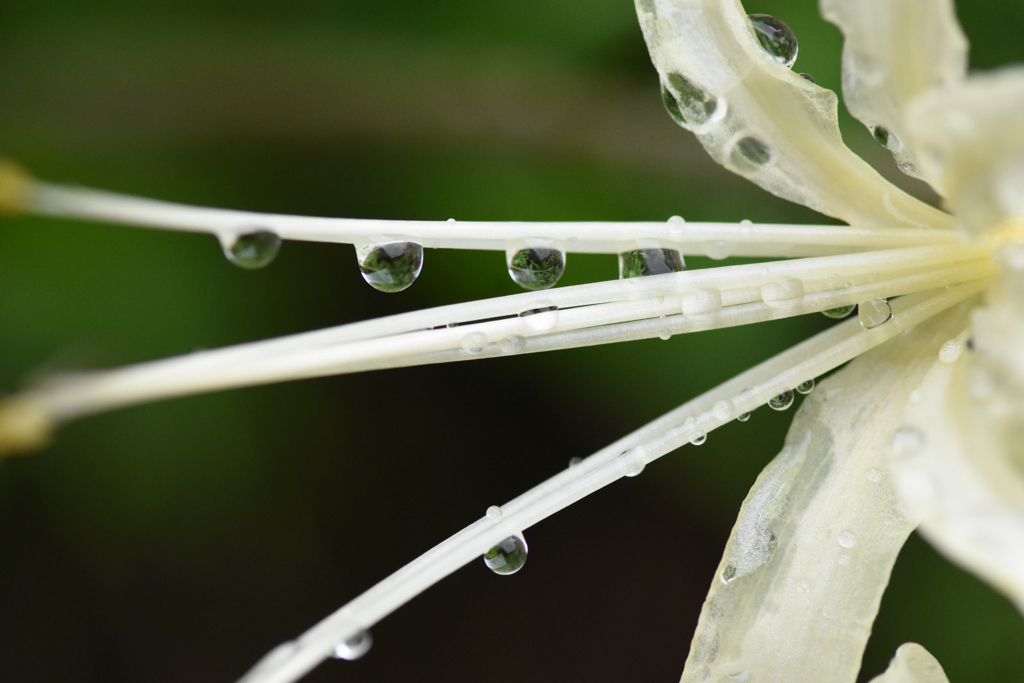 水滴白花3