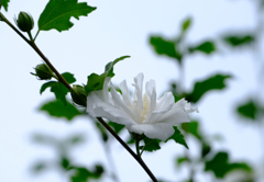 八重の白いムクゲ