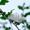 八重の白いムクゲ