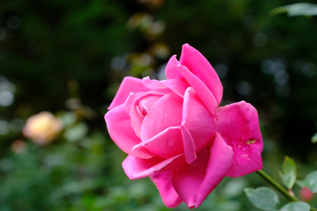 モンテスキュー（西←スペイン）