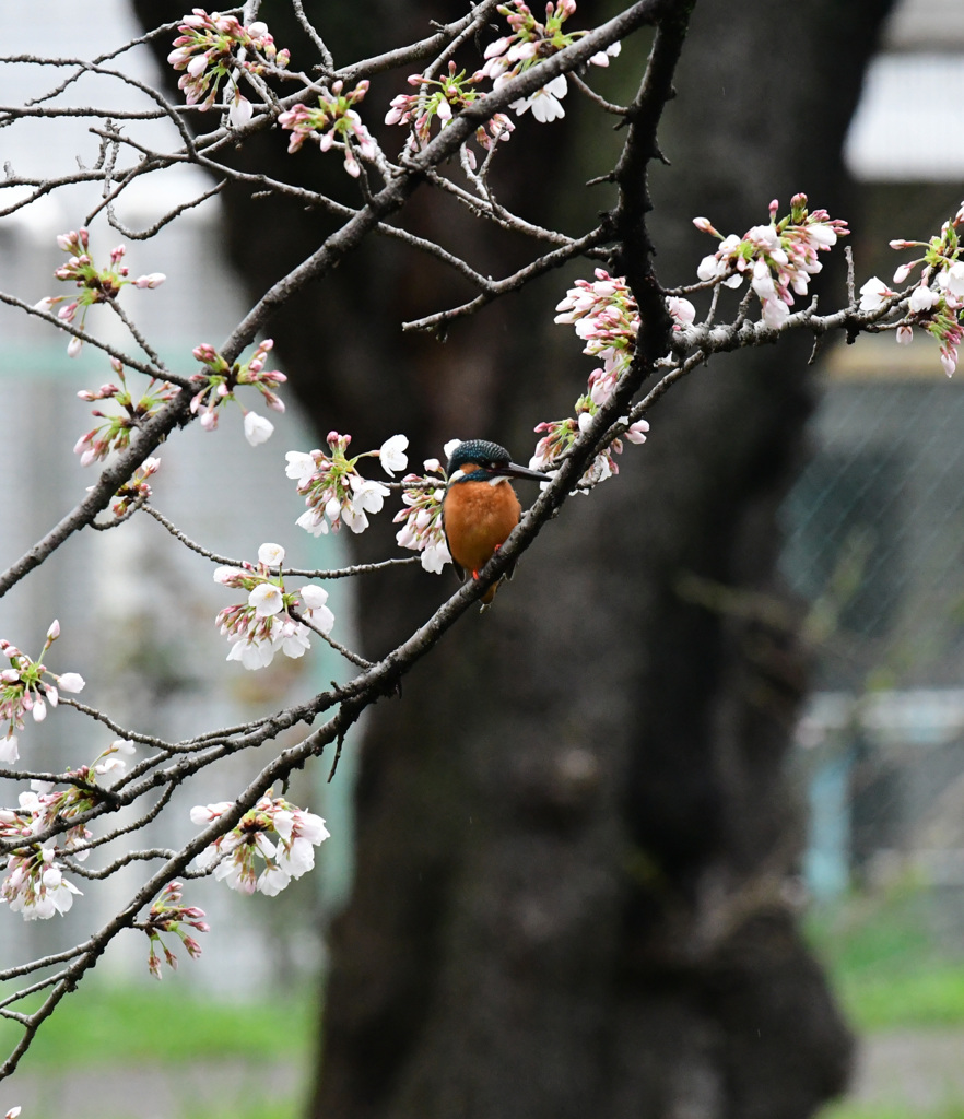 やっと桜カワセミ