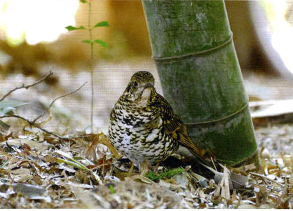 フォトコン入賞