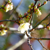 バックは山茶花