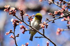 寒桜メジロ吸蜜