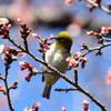 寒桜メジロ吸蜜
