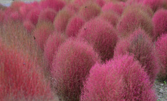 ふわふわに見える