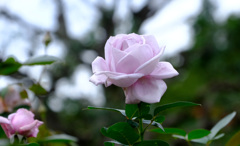 ブルームーン（独）