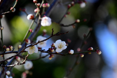 中咲きの梅も開花