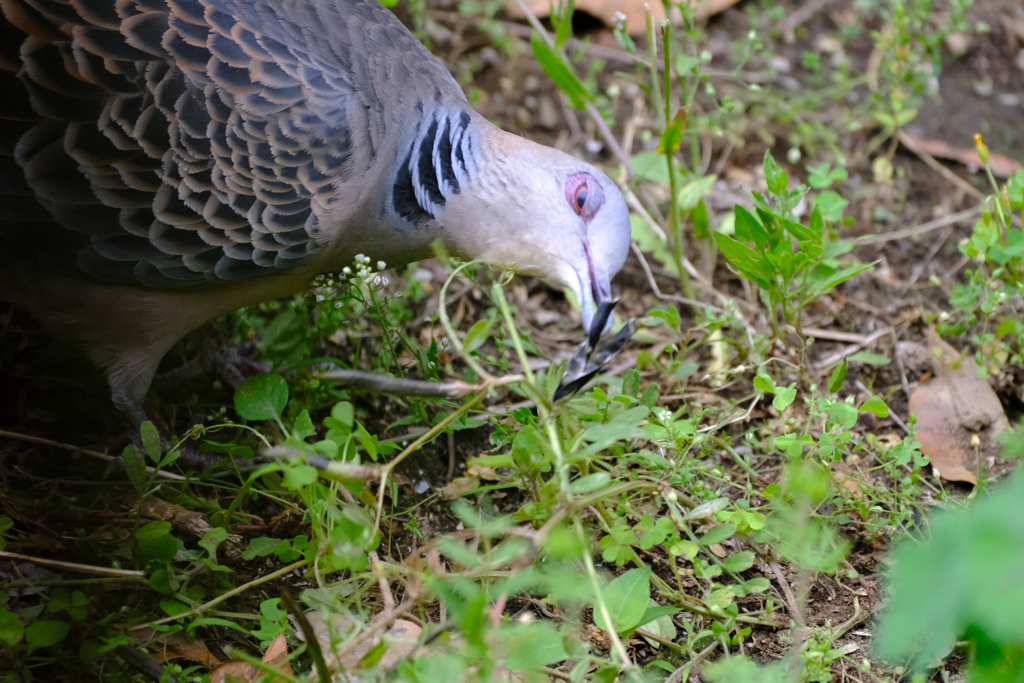 カラスノエンドウの実を食べる