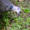 カラスノエンドウの実を食べる