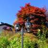 紅葉