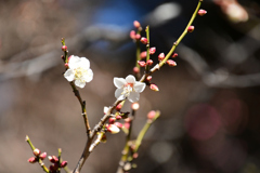 一重の白梅