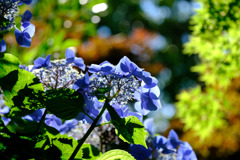 新緑や赤いモミジも