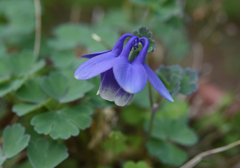 オダマキ開花（4月19日）