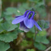 オダマキ開花（4月19日）