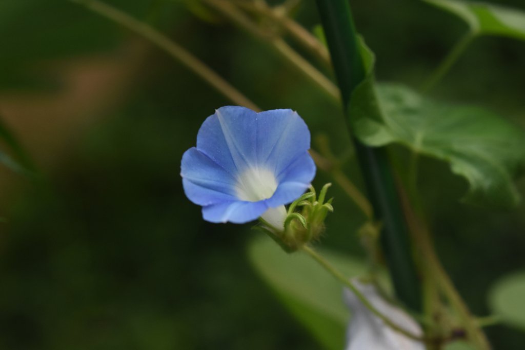 地植えはおちびちゃん