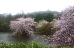 2016年雨の鏡容池