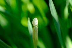 1月1日のペーパーホワイトA