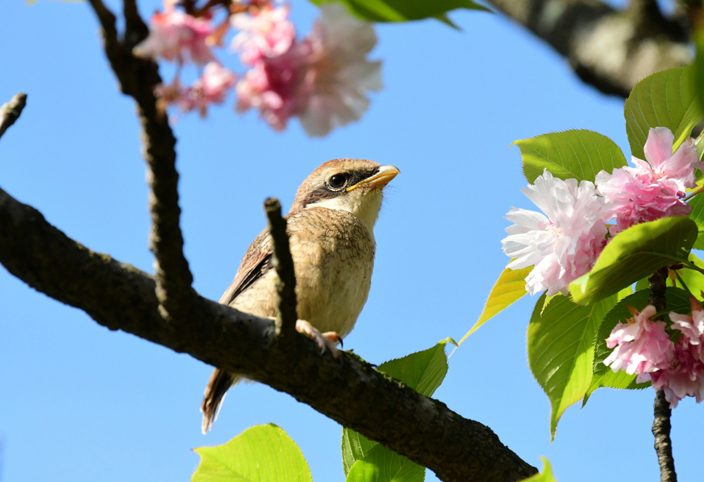 桜の中で