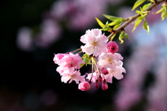 かわいい八重紅枝垂れ