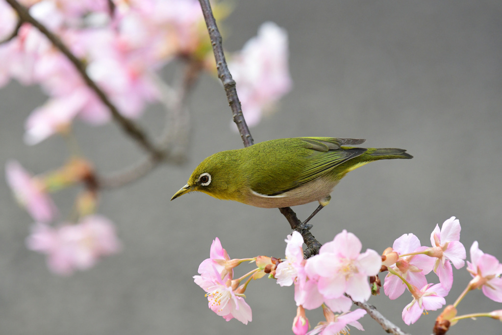 次いってみようか