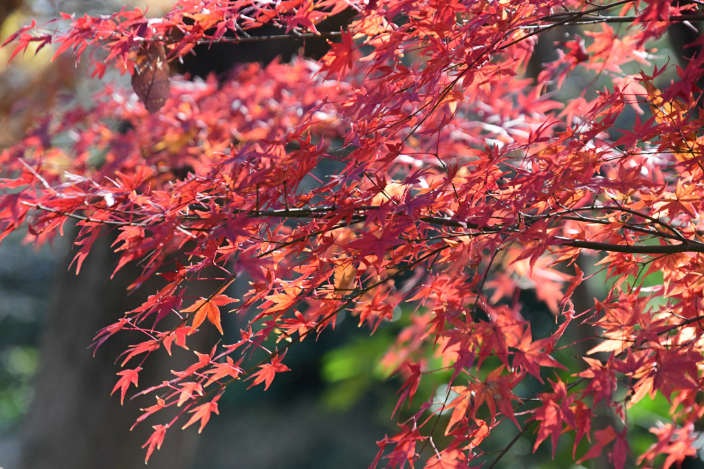 12月7日の紅葉