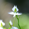 不思議な花