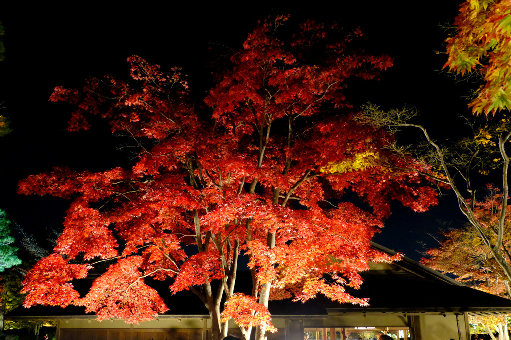 夜の紅葉