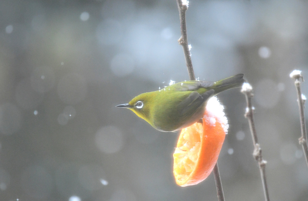背中にも雪が