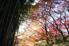 紅葉と竹林と